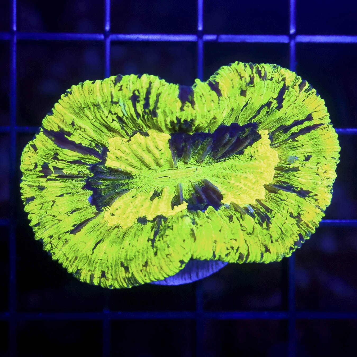 Aussie Toxic Trachyphyllia - Daylight Photo