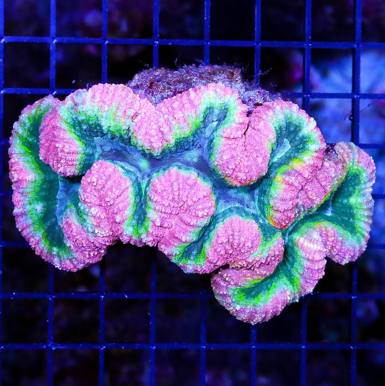 Pretty in Pink Lobophyllia - Daylight Photo