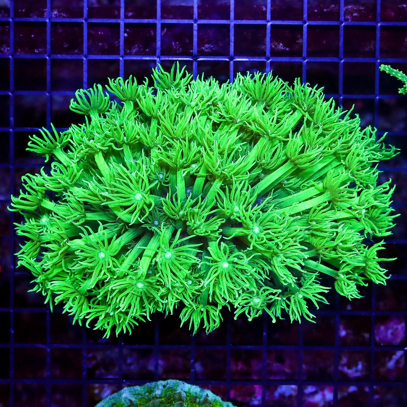 Toxic Cloud Huge Polyp Goniopora - Daylight Photo
