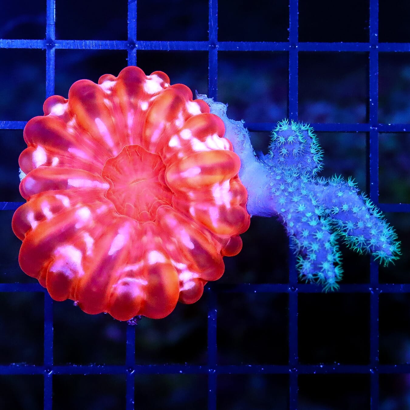 Stupid Strawberry Red Cynarina with Green Lobophytum Leather - Daylight Photo