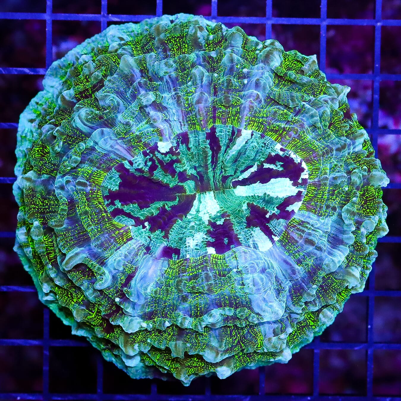 Crazy Chameleon Acanthophyllia - Daylight Photo