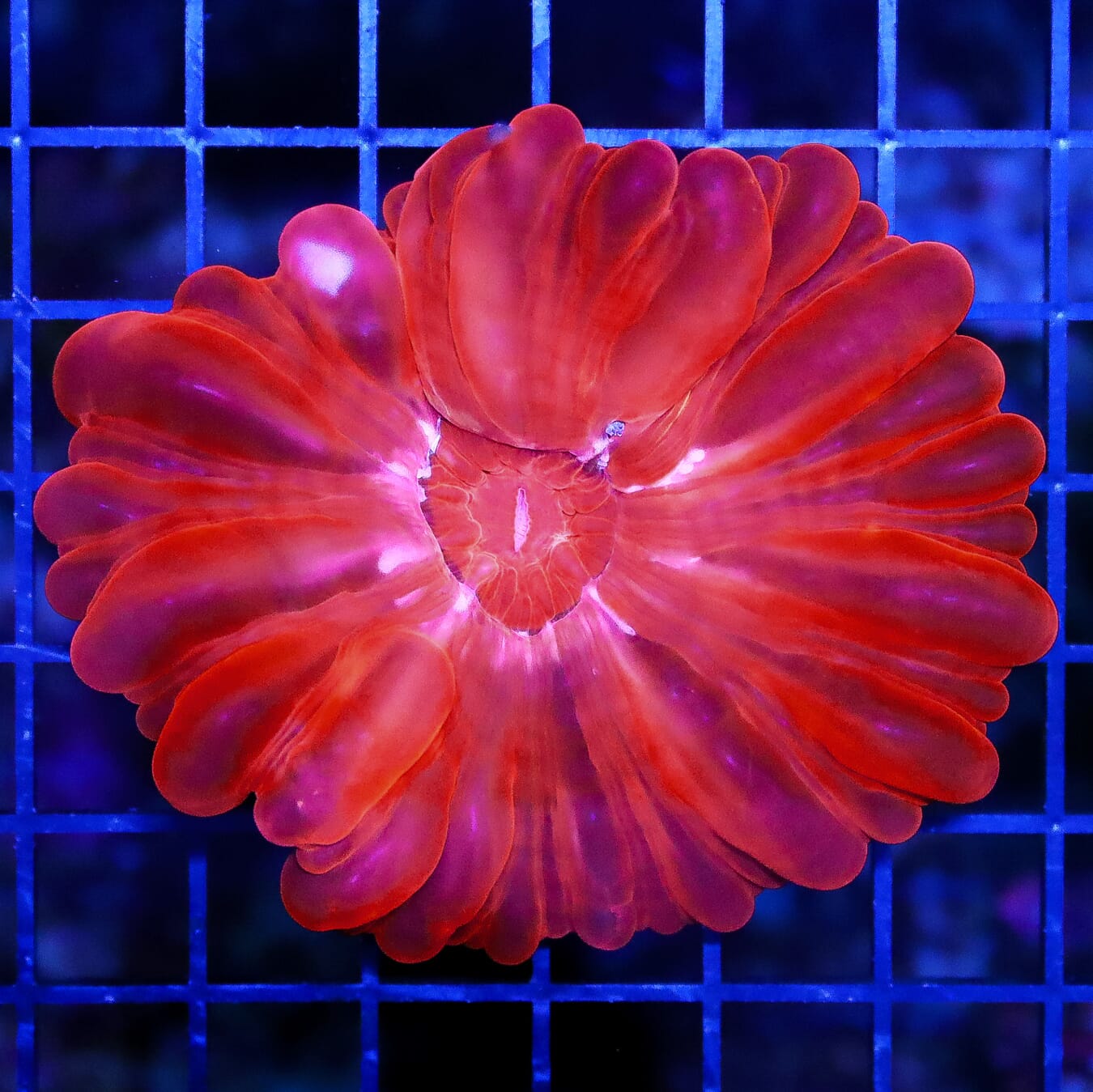 Cherry Bomb Cynarina - Daylight Photo