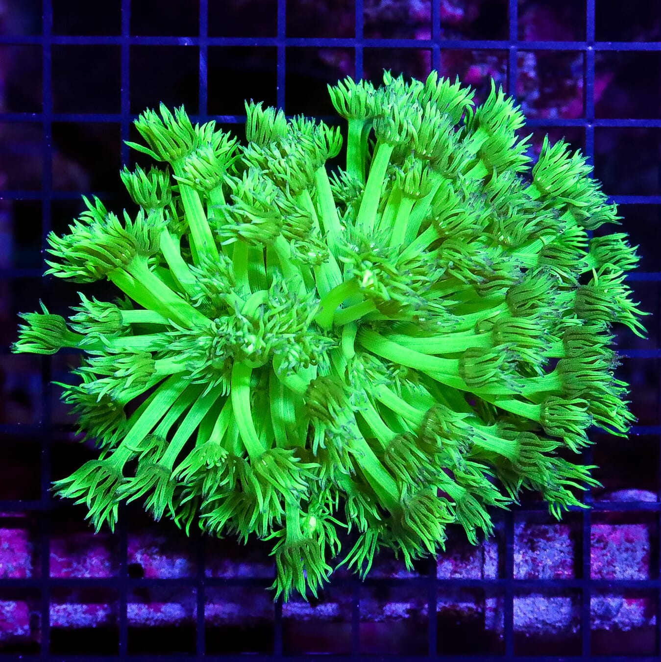 Toxic Cloud Huge Polyp Goniopora - Daylight Photo