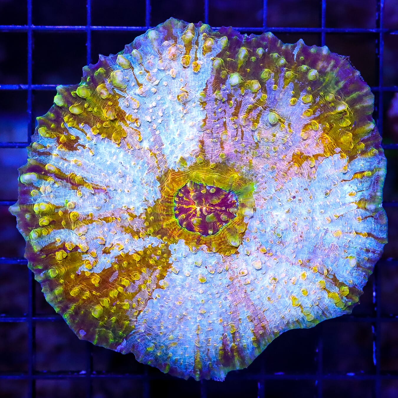 Super Rare Pastel PInk and Gold Echinomorpha Chalice - Daylight Photo