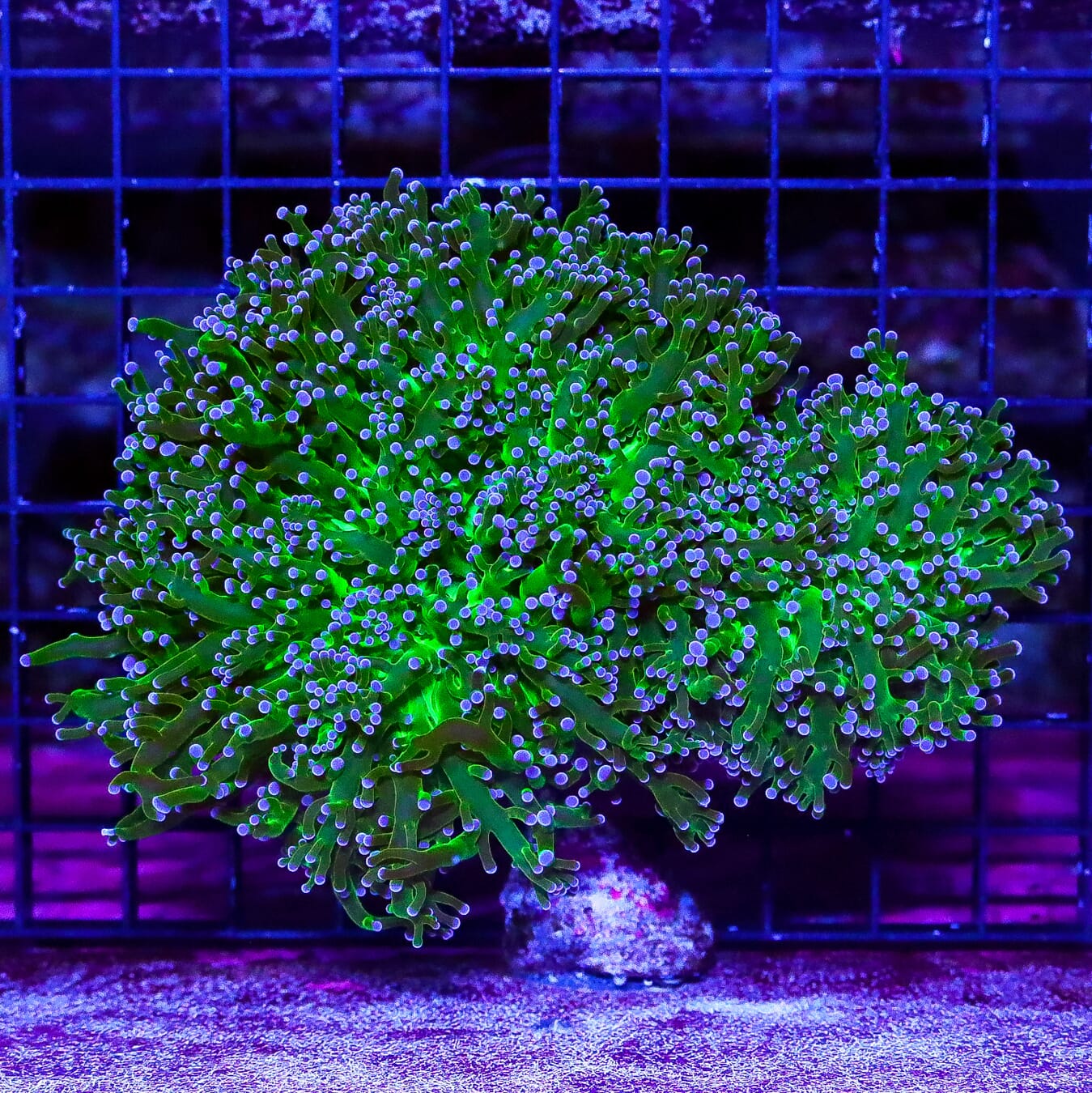 Lavender Tipped and Lime Wall Frogspawn - Daylight Photo