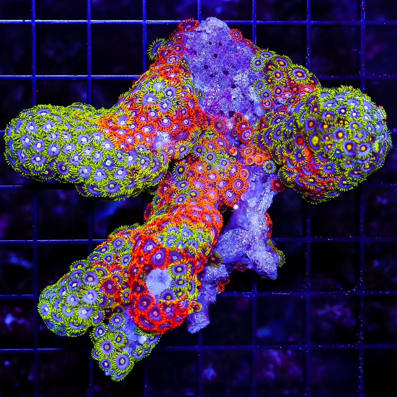 Insane Solomon Combo Branch of Zoanthids - Daylight Photo