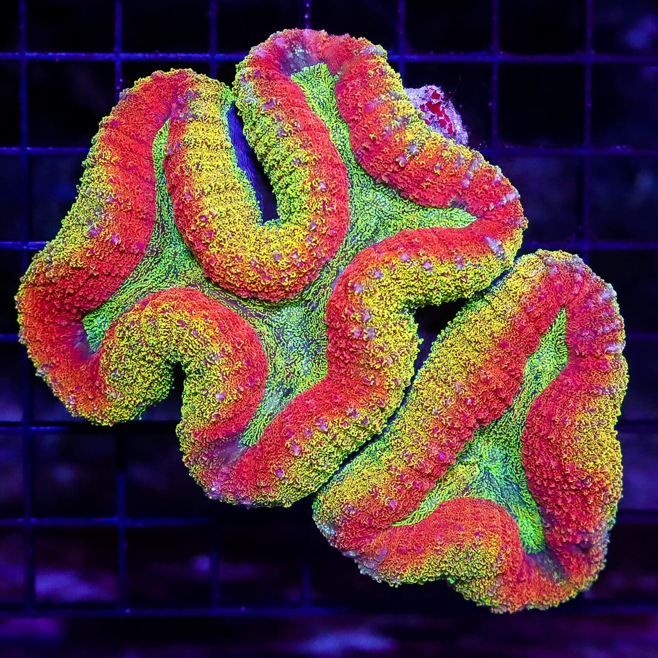 Eternal Sun Lobophyllia - Daylight Photo