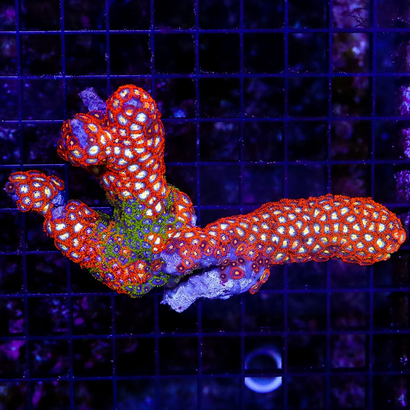 Stunning Solomon Combo Branch of Zoanthids - Daylight Photo
