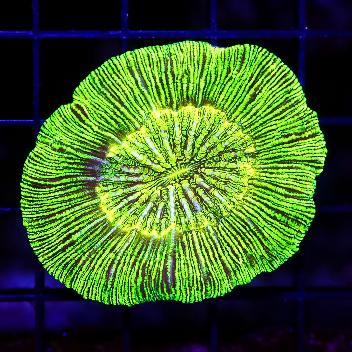 Static Overcharge Trachyphyllia - Daylight Photo