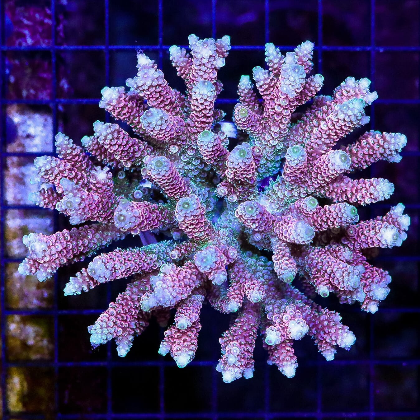 Pink Rainbow Mille Acropora - Daylight Photo