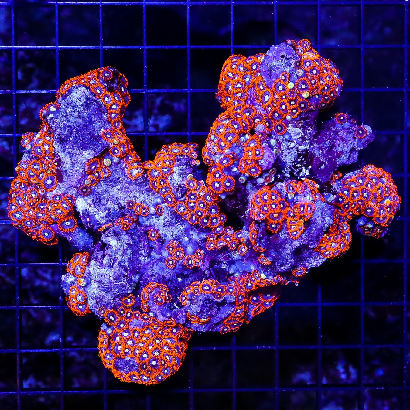 Flaming Orange Zoanthids - Daylight Photo