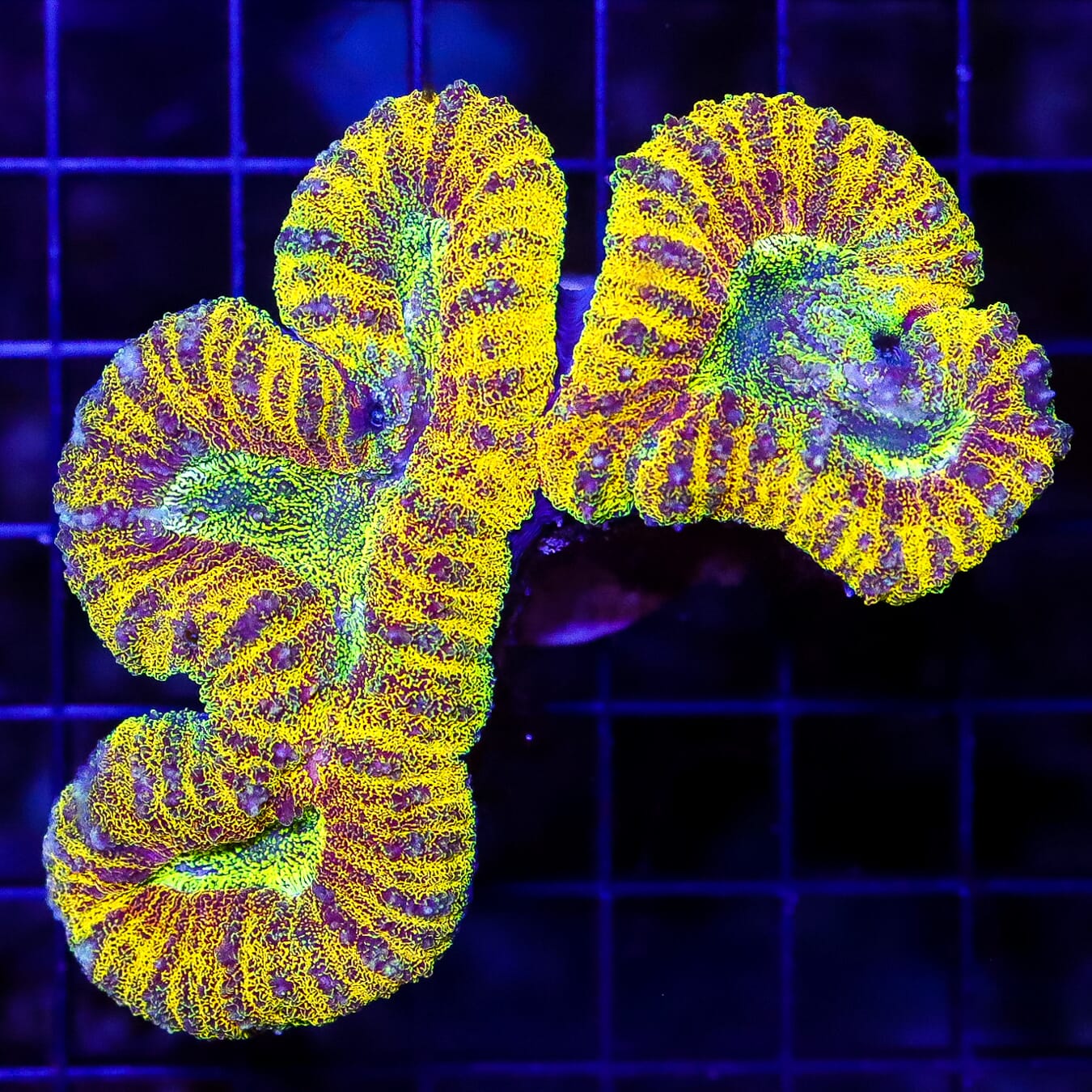 Solar Flare Lobophyllia - Daylight Photo