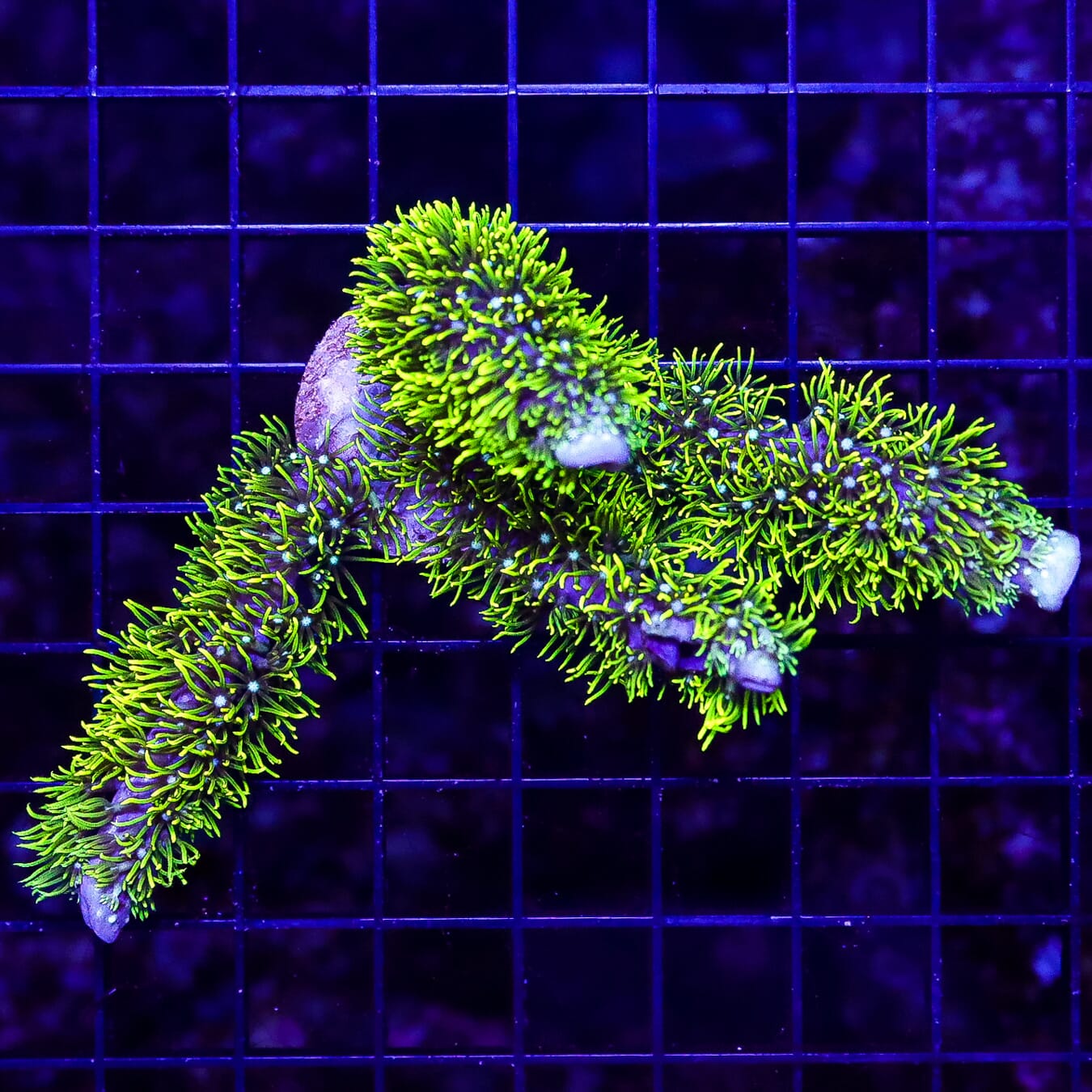 Neon Green Branching Star Polyps - Daylight Photo