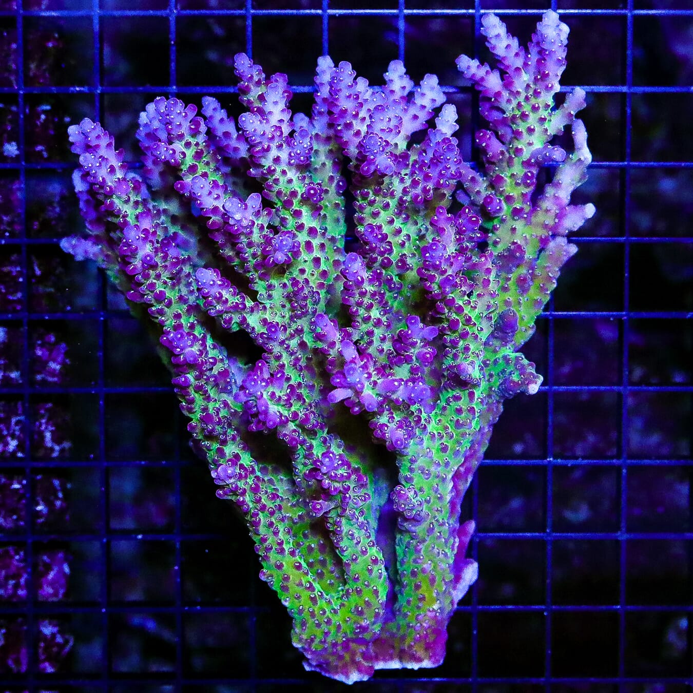 Amazing Purple Nurple Acropora - Daylight Photo