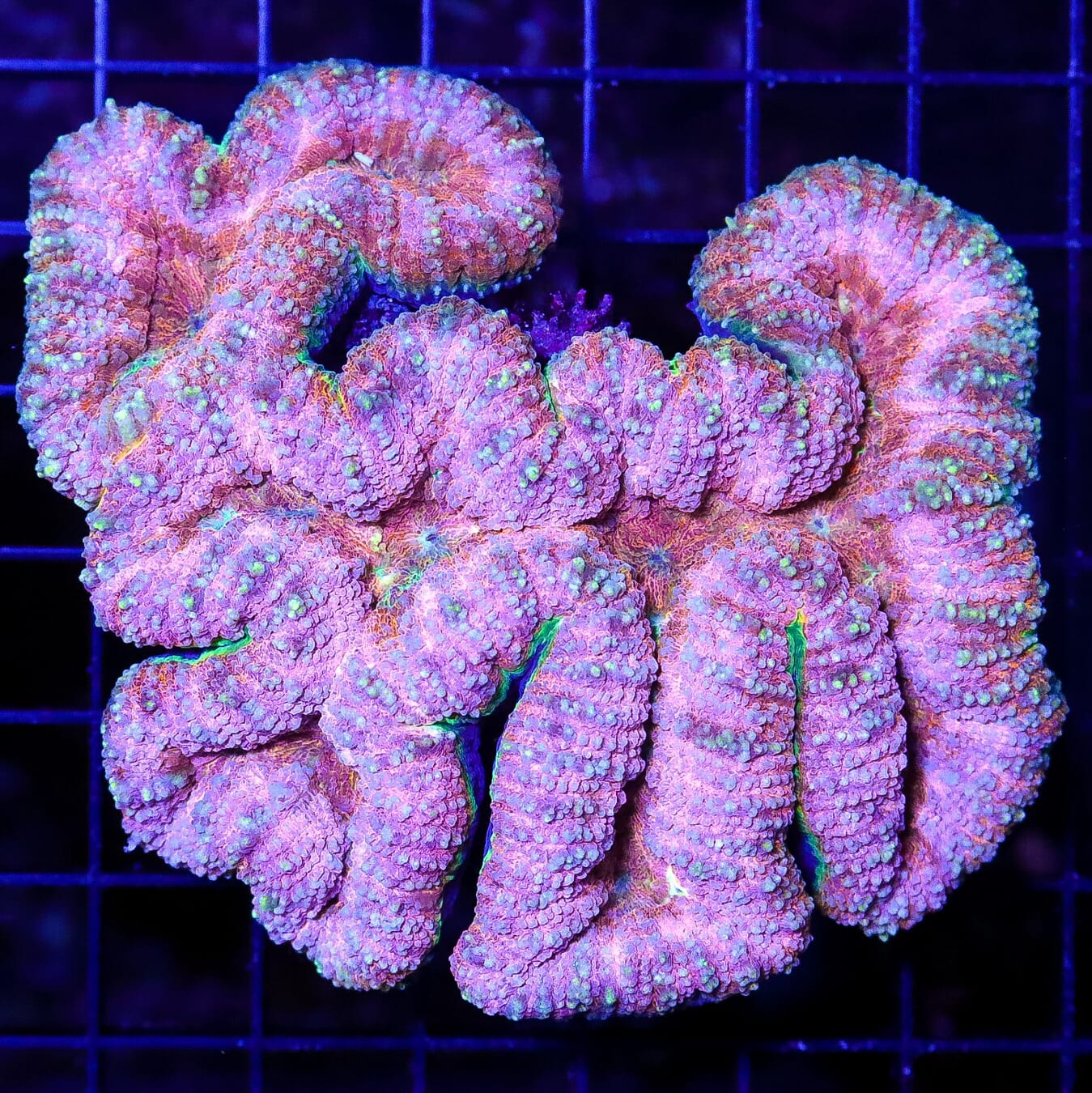 Cotton Candy Lobophyllia - Daylight Photo