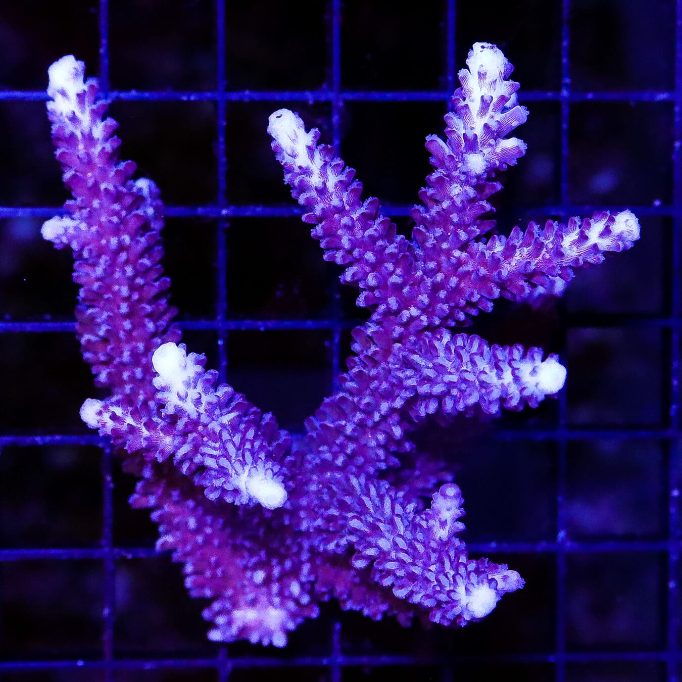 Purple Slimer Stag Acropora - Daylight Photo