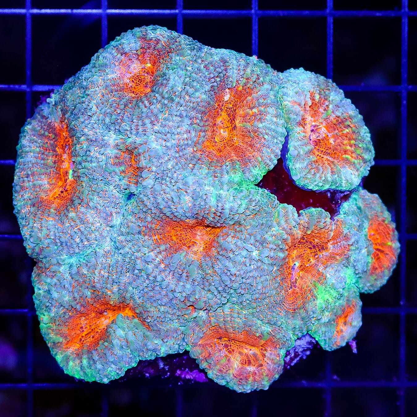 Distant Suns Lobophyllia - Daylight Photo