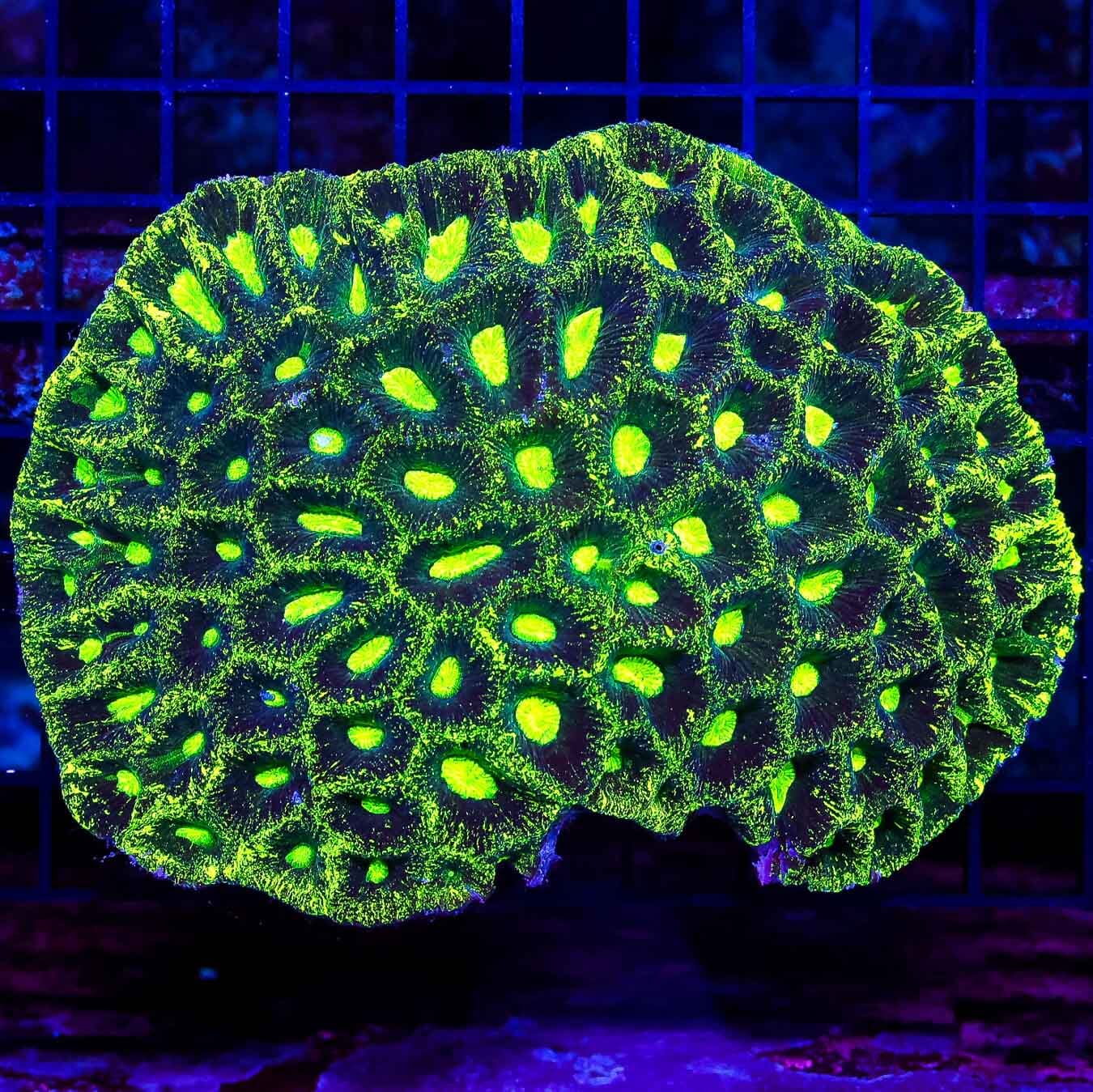Ultra Aussie Splatter Goniastrea - Daylight Photo
