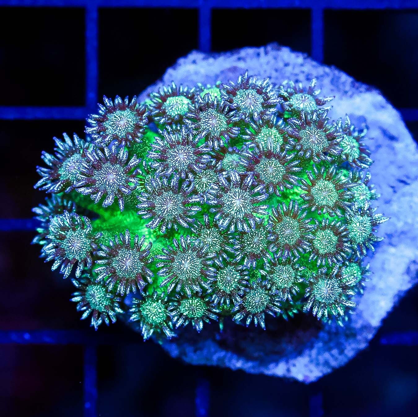 Stupid Ridiculous Glitter Goniopora - Daylight Photo