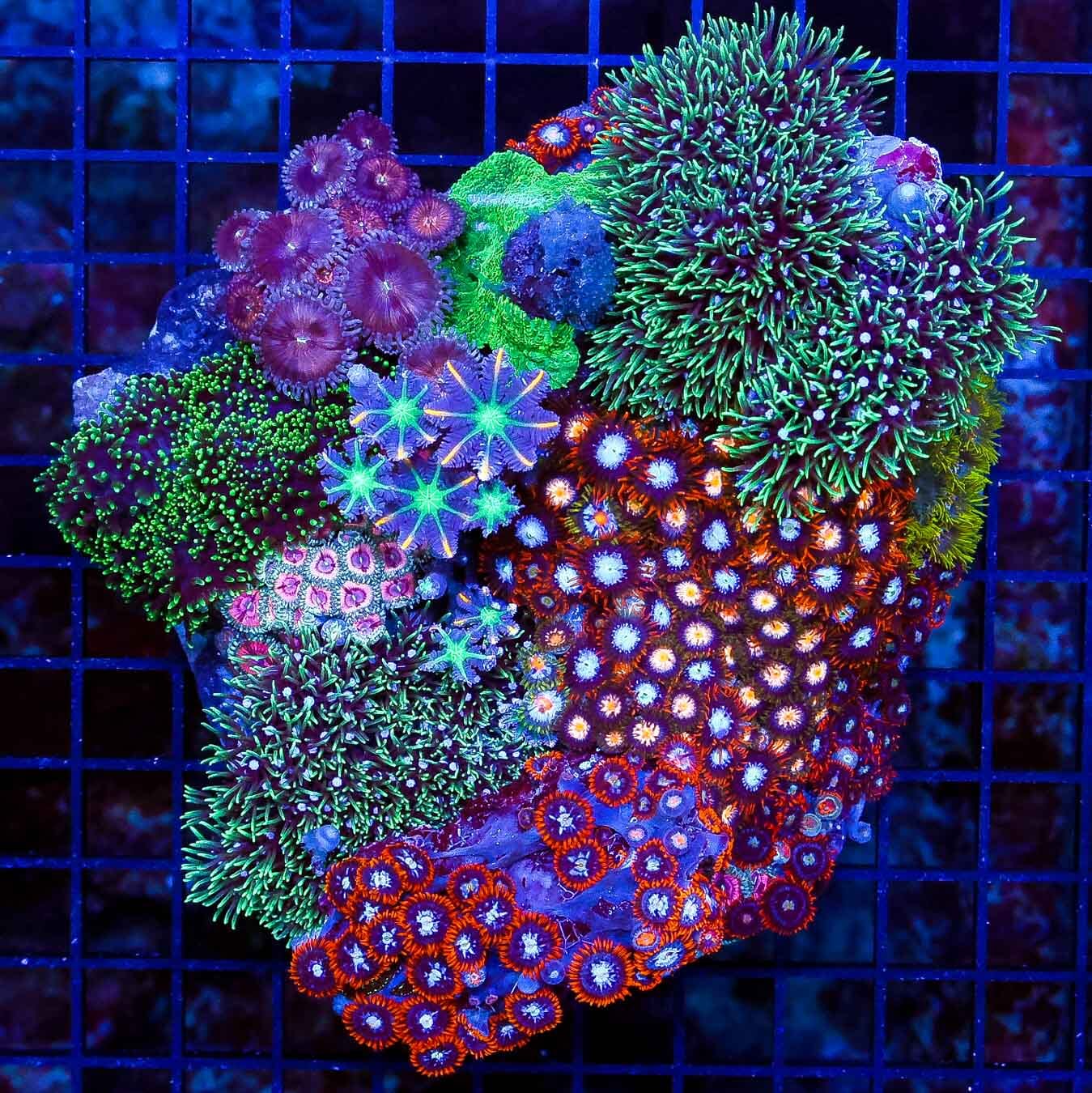 Instant Poppin Mini Reef - Daylight Photo