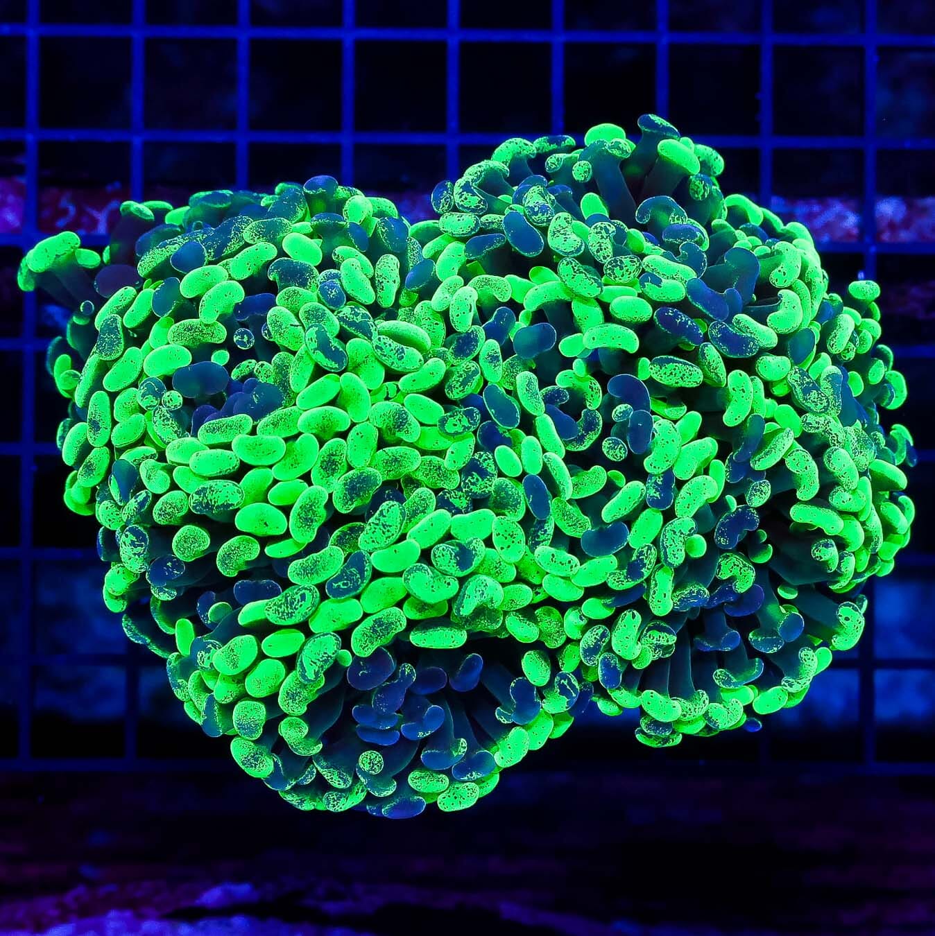 Toxic Splatter Branching Hammer - Daylight Photo