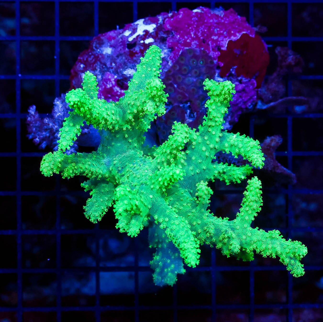 Aussie Neon Combo Spaghetti Leather - Daylight Photo