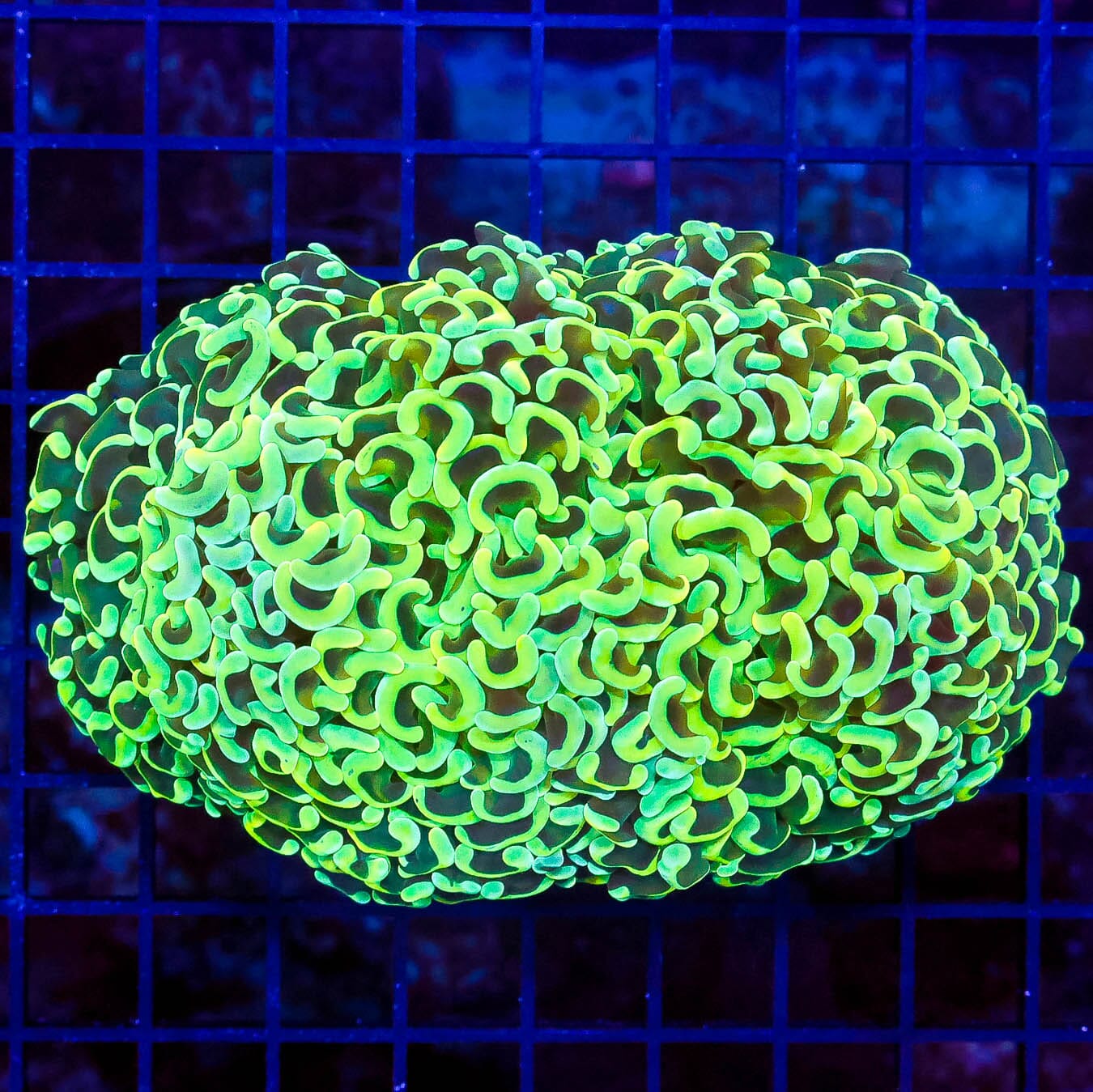 Limey Lemonade Wall Hammer - Daylight Photo