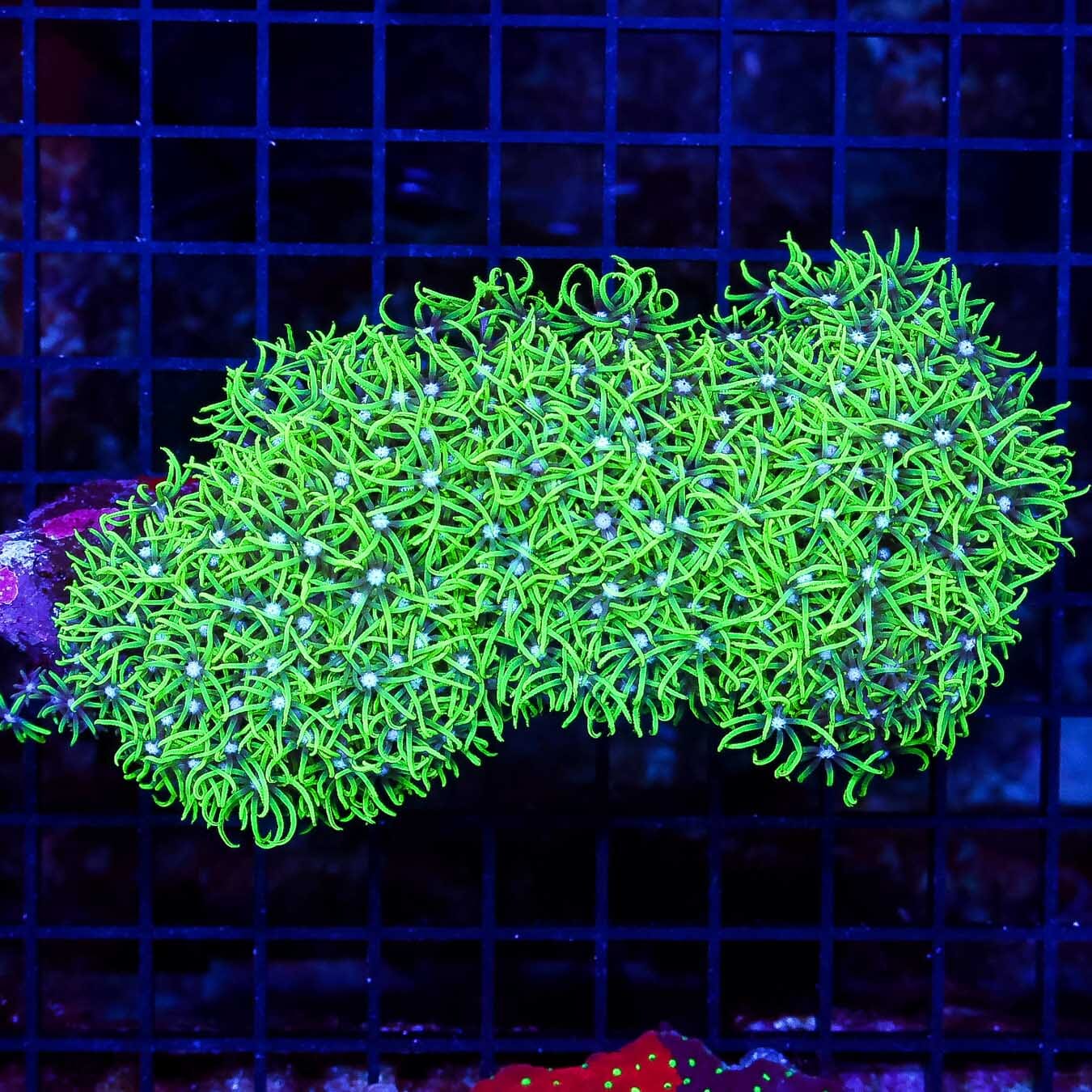 Neon Green Star Polyps - Daylight Photo