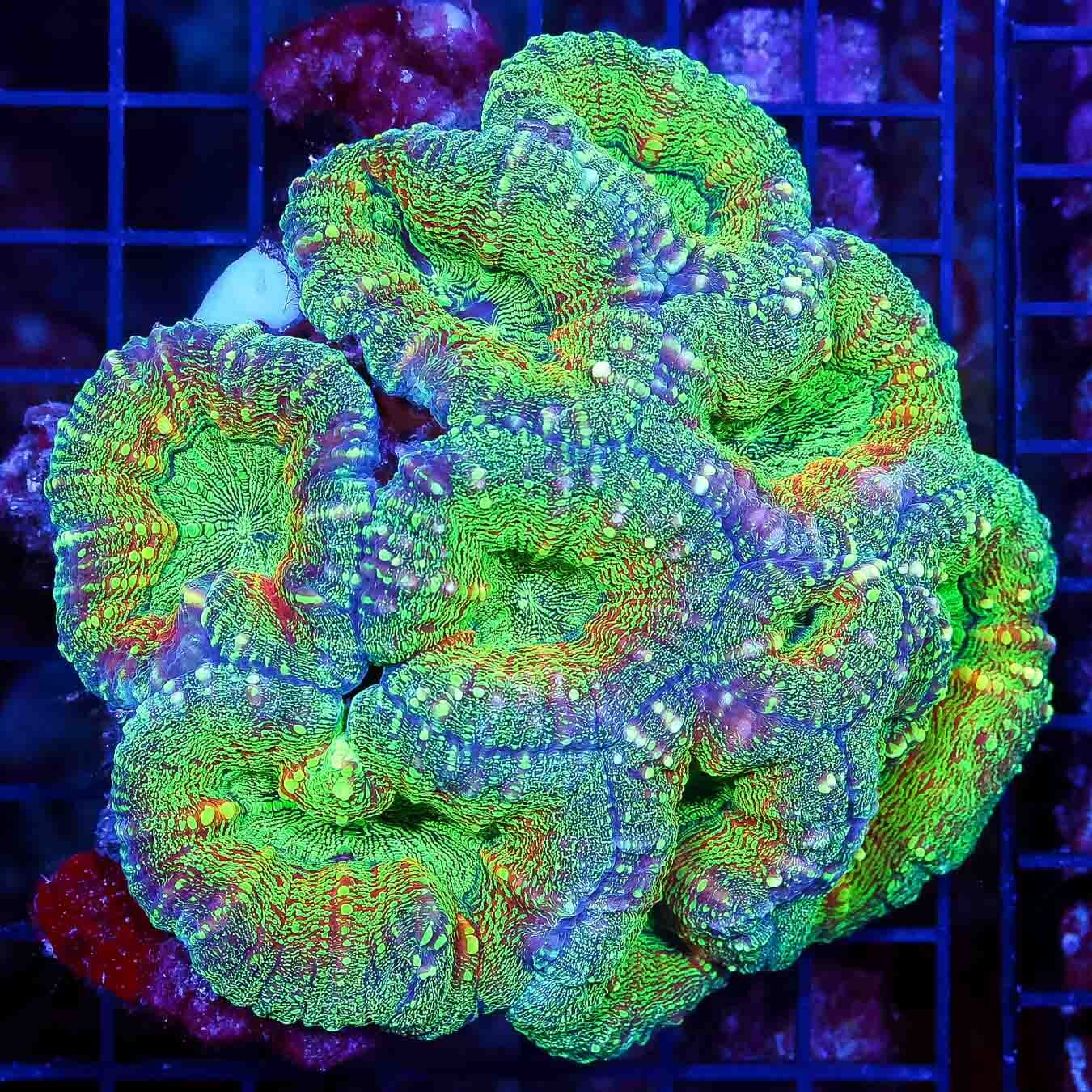 Aussie Poison Strawberry Lobophyllia - Daylight Photo