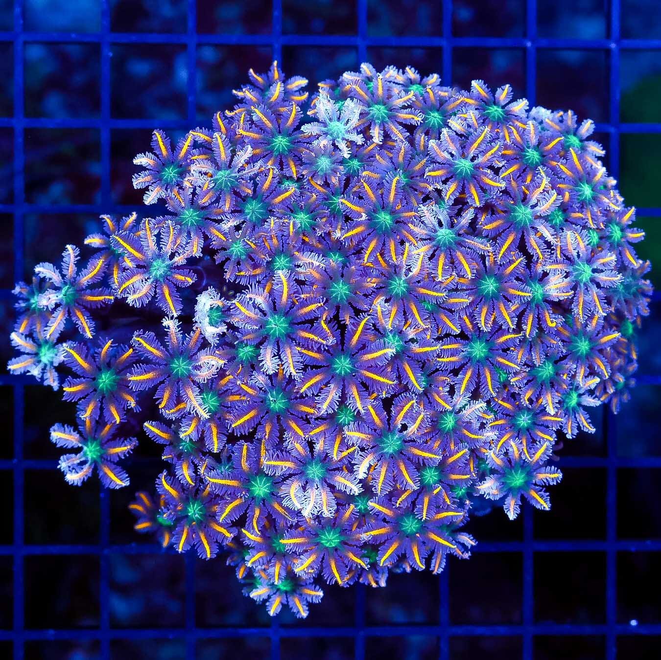 Flaming Tipped Clove Polyps - Daylight Photo