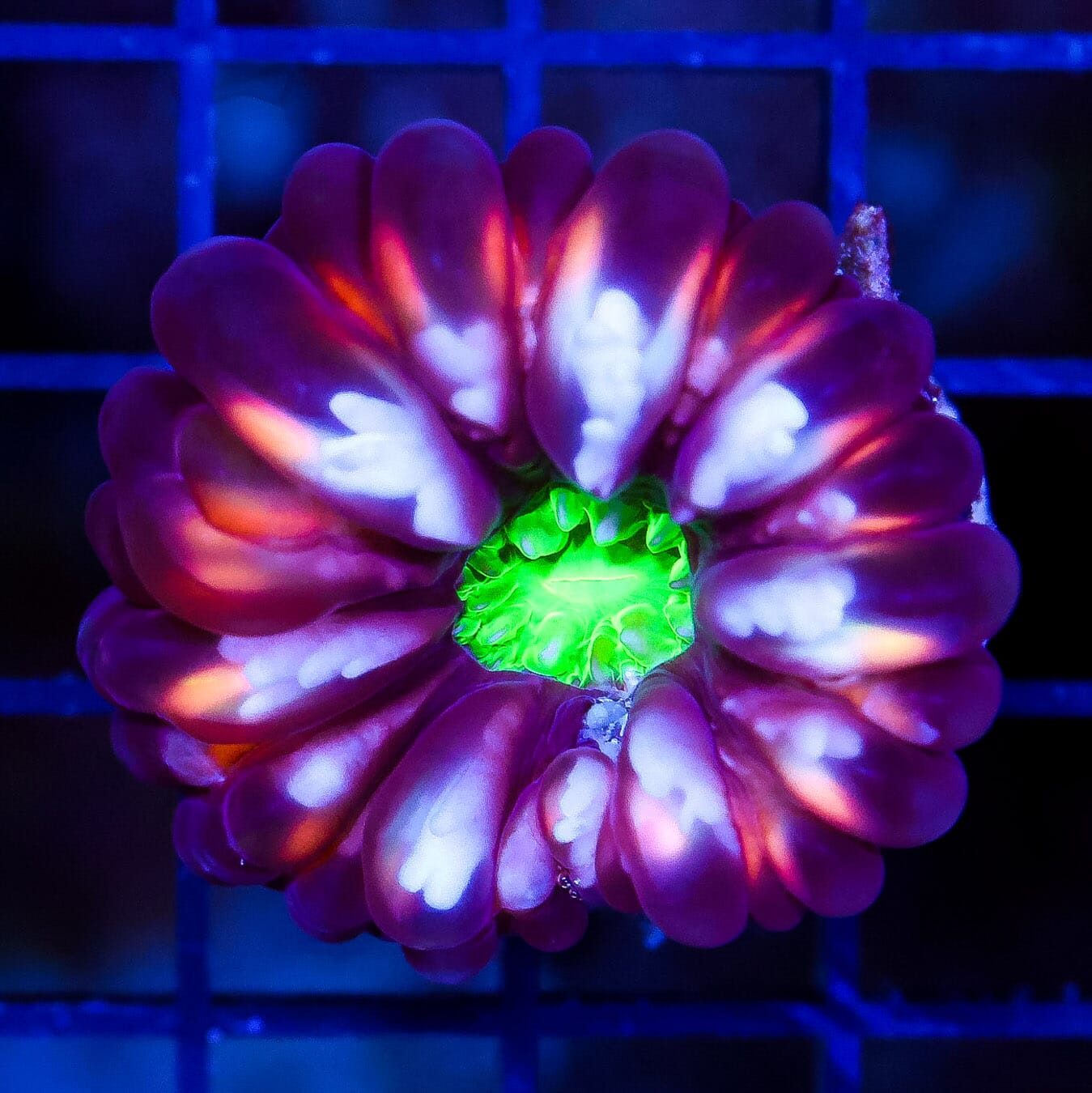 Solomon Island Toxic Cherry Cynarina - Daylight Photo