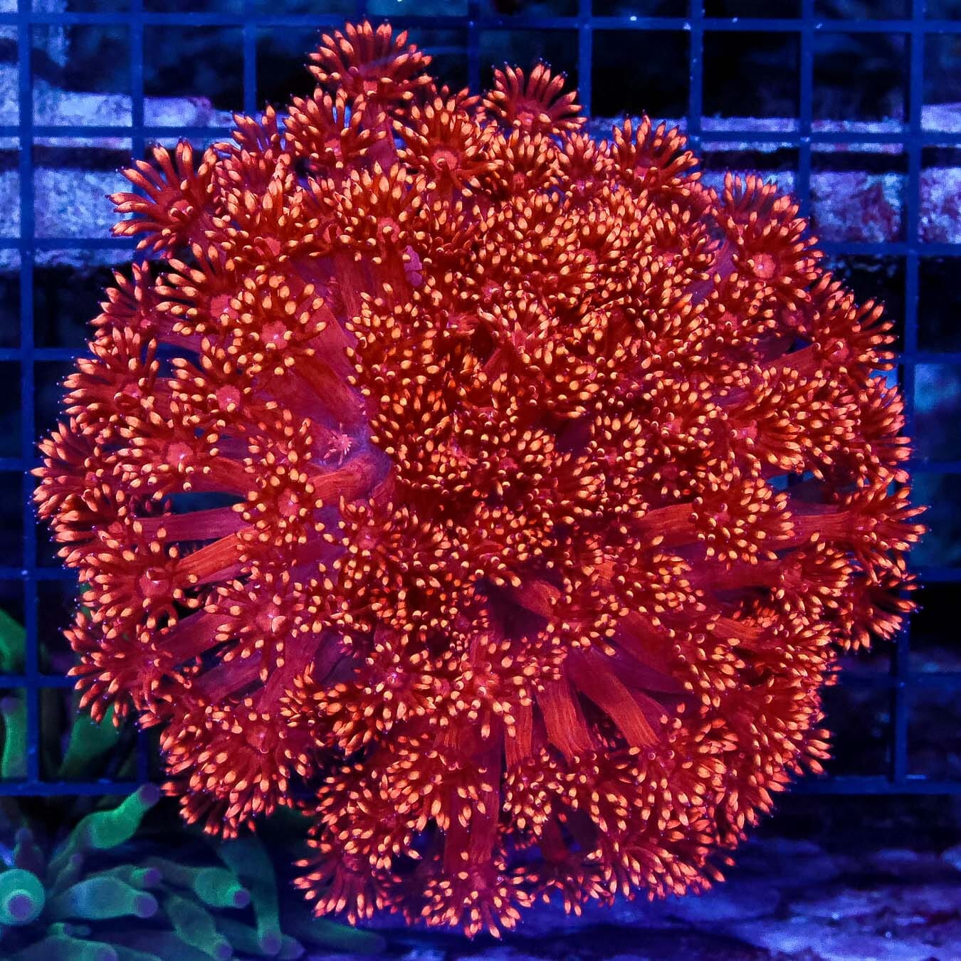 Fuego Fuego Goniopora - Daylight Photo