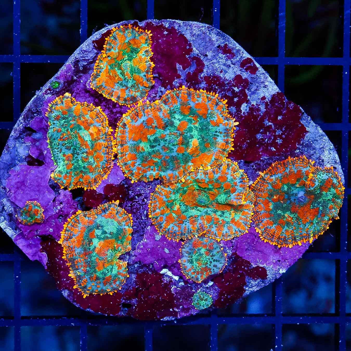 Tropicana Heaven Rhodactis Mushroom - Daylight Photo