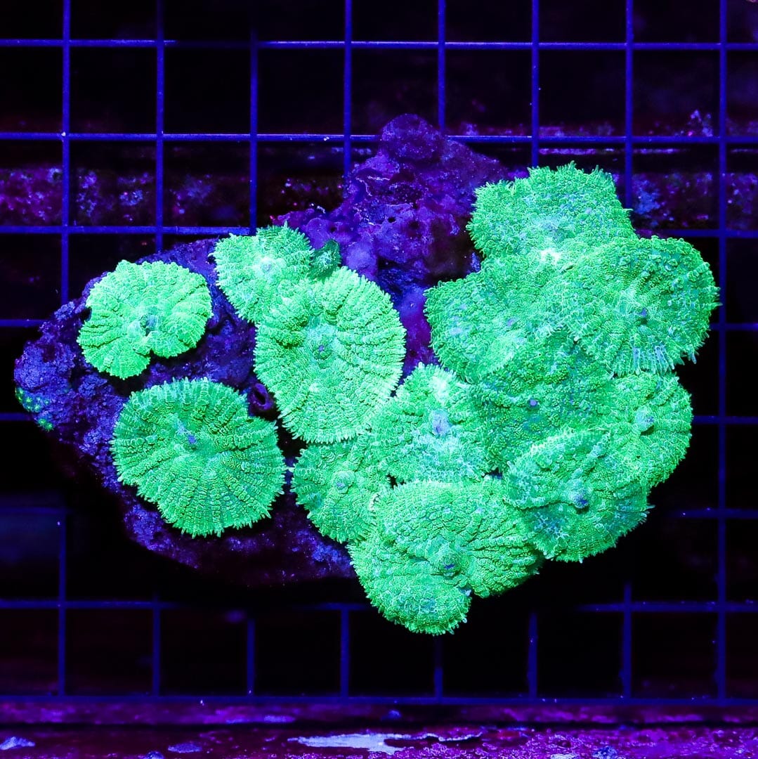 Neon Rhodactis Mushroom - Daylight Photo