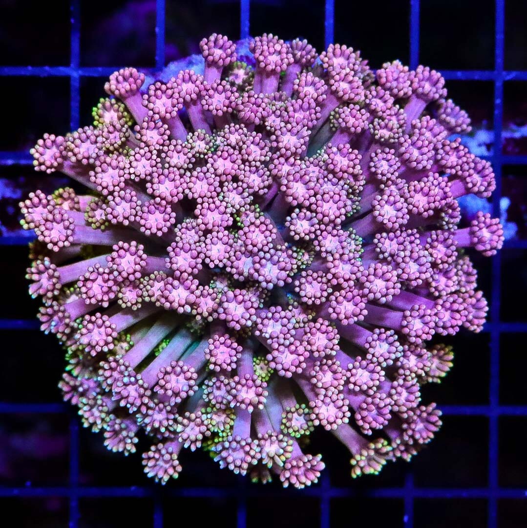 Reef Raft Pretty in Pink Goniopora - Daylight Photo