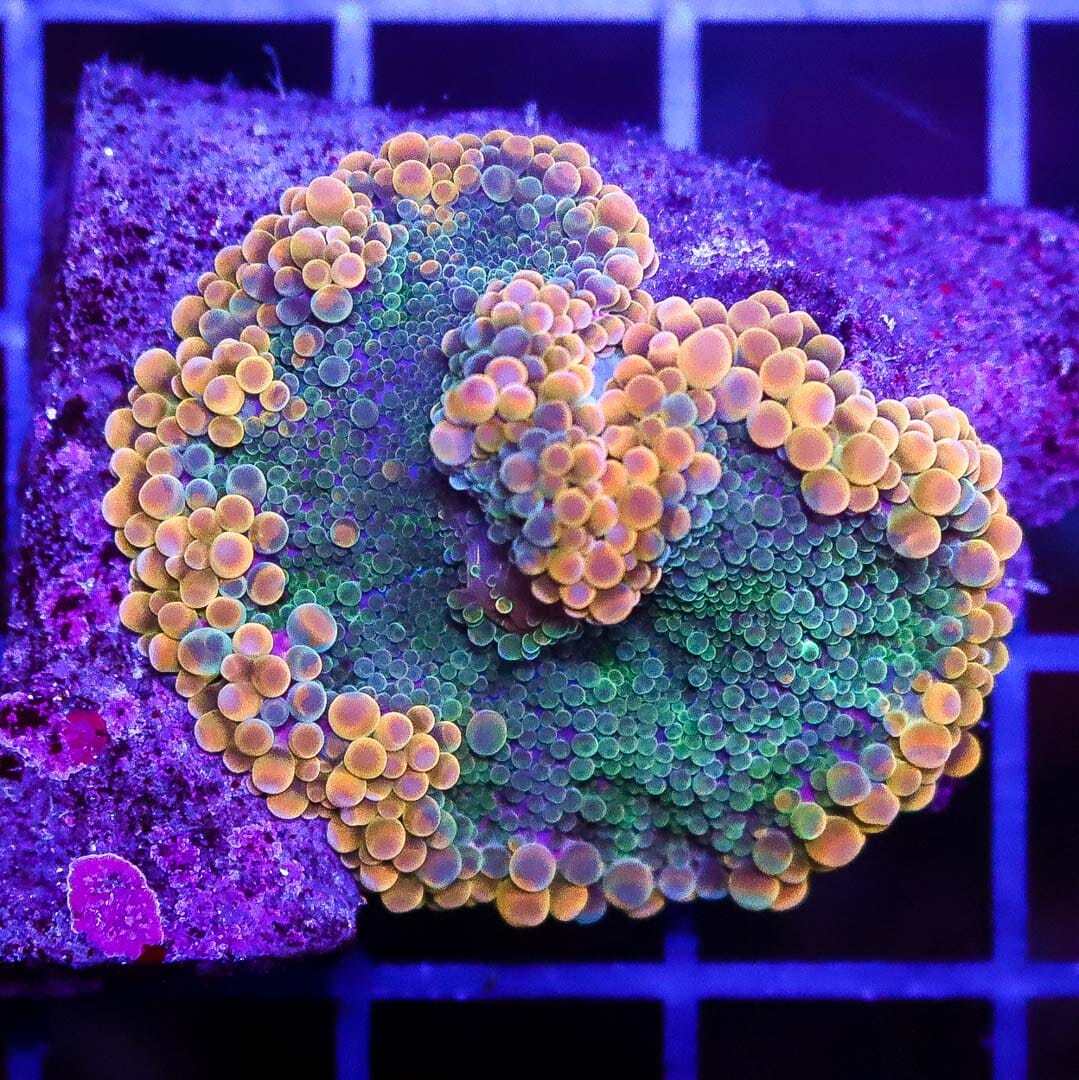 Killer Golden Halo Yuma Mushroom - Daylight Photo