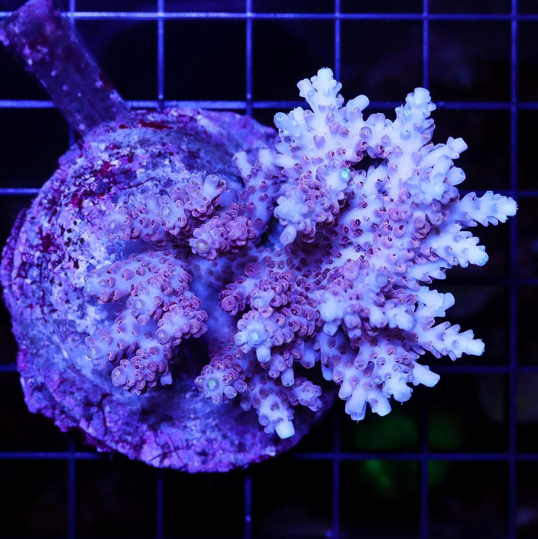 Frozen Shortcake Acropora - Daylight Photo