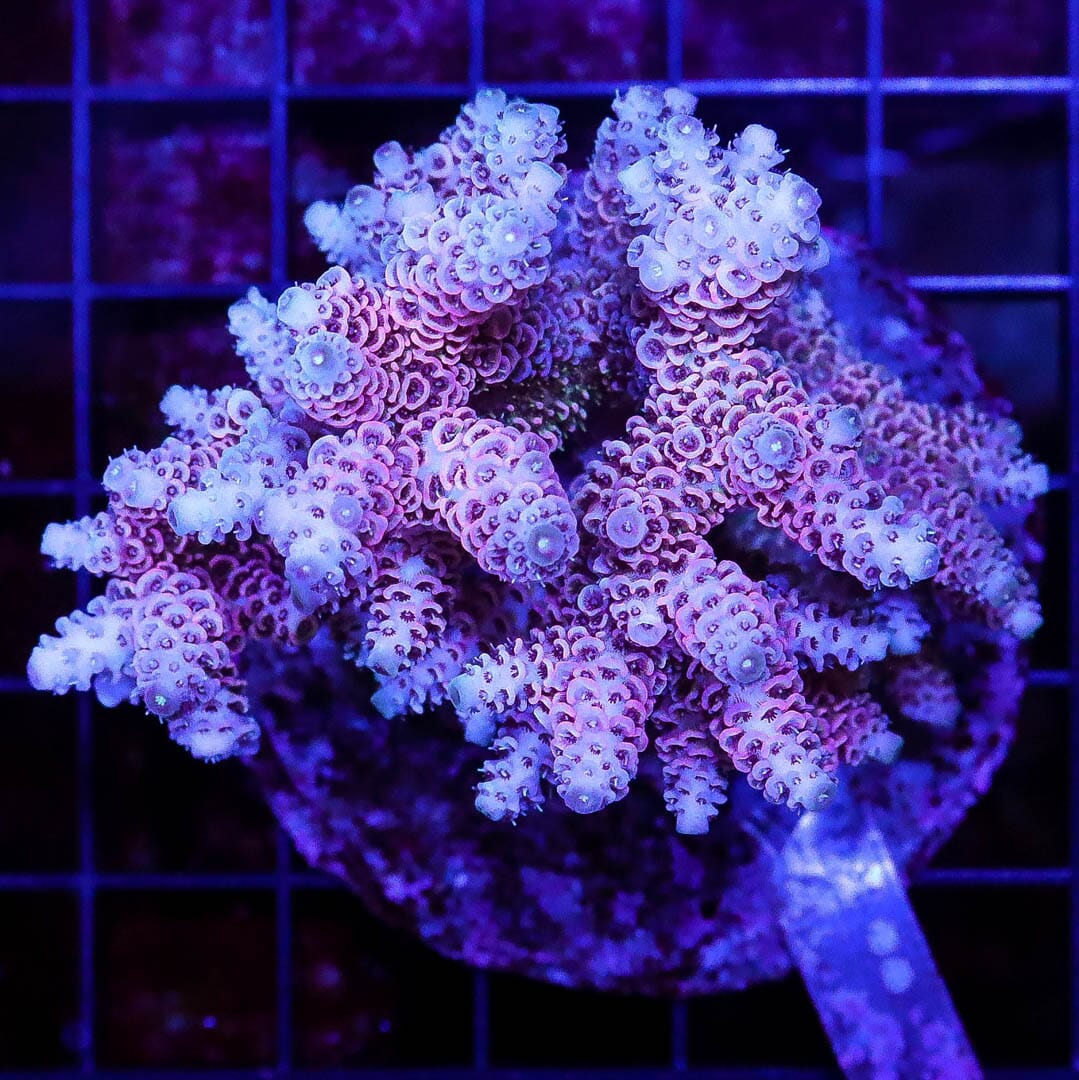 Hot Pink Mille Acropora - Daylight Photo