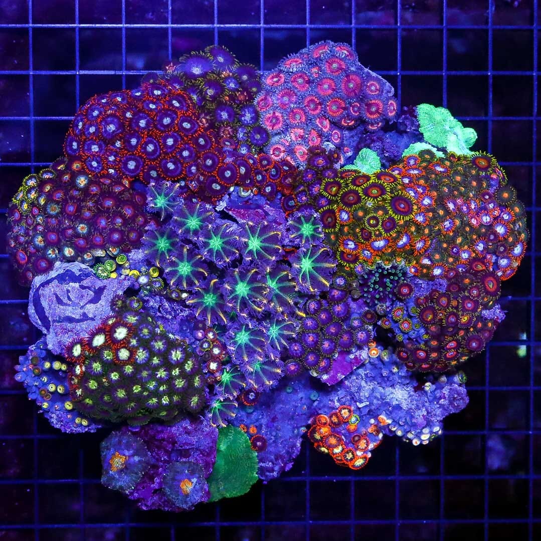 Zoas, Cloves and Shroom Instant Mini Reef - Daylight Photo