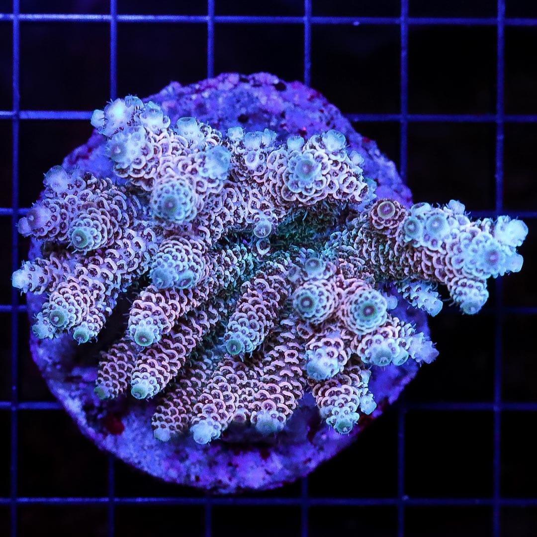 Frosted Rose Mille Acropora - Daylight Photo