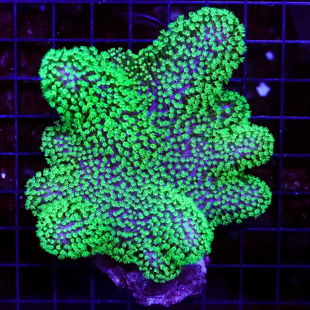 Neon Polyp Lobophytum Leather - Daylight Photo