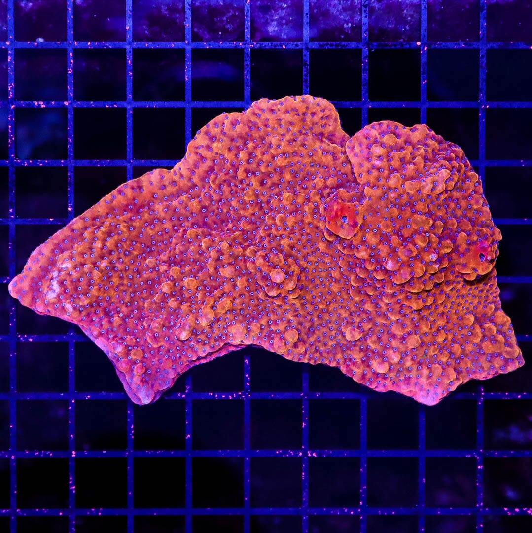 Spiced Orange Montipora Danae - Daylight Photo