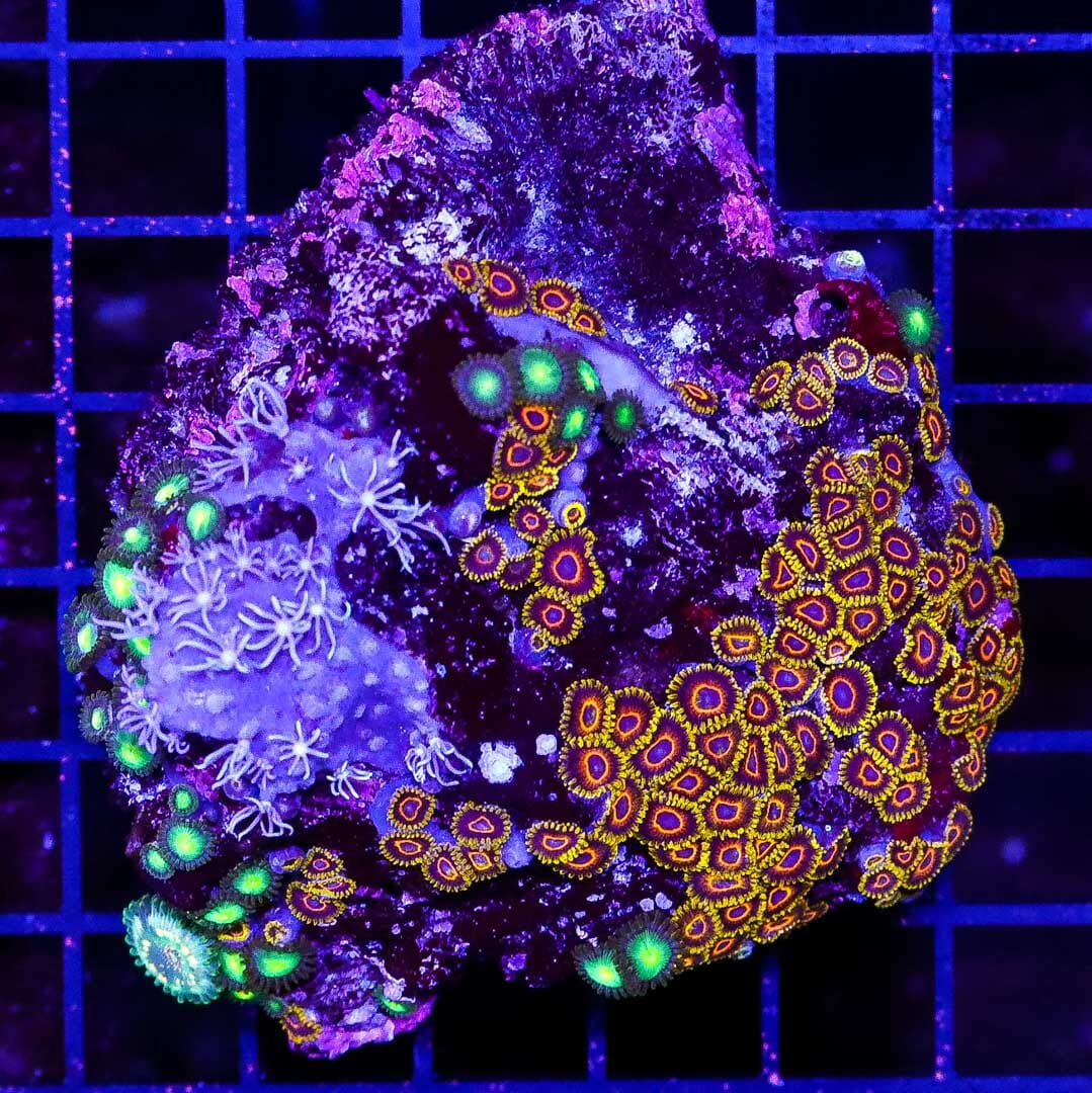 Purple Hornet Zoanthid Combo Rock - Daylight Photo