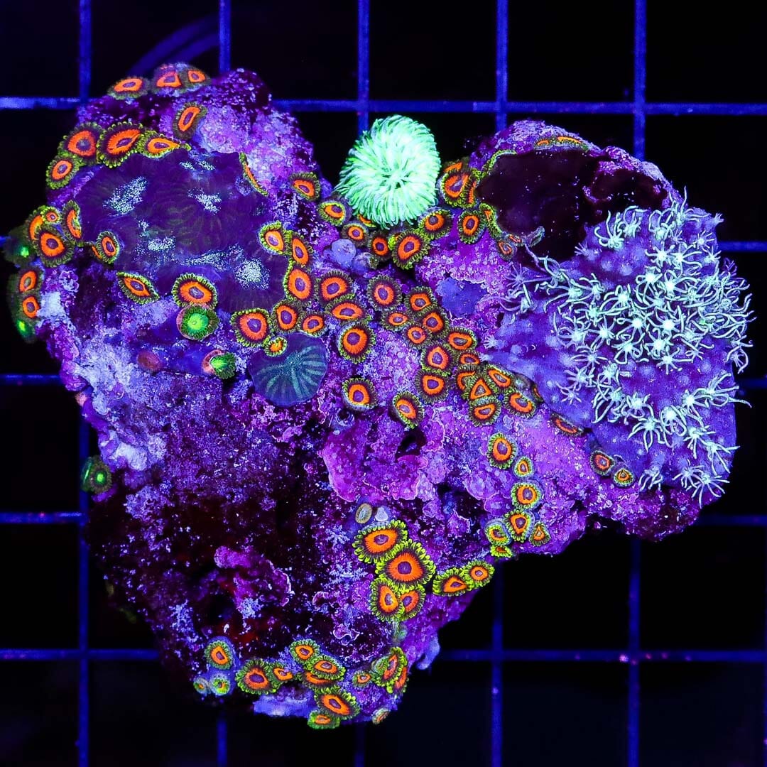 Whammin Watermelon Zoanthids Combo Rock - Daylight Photo