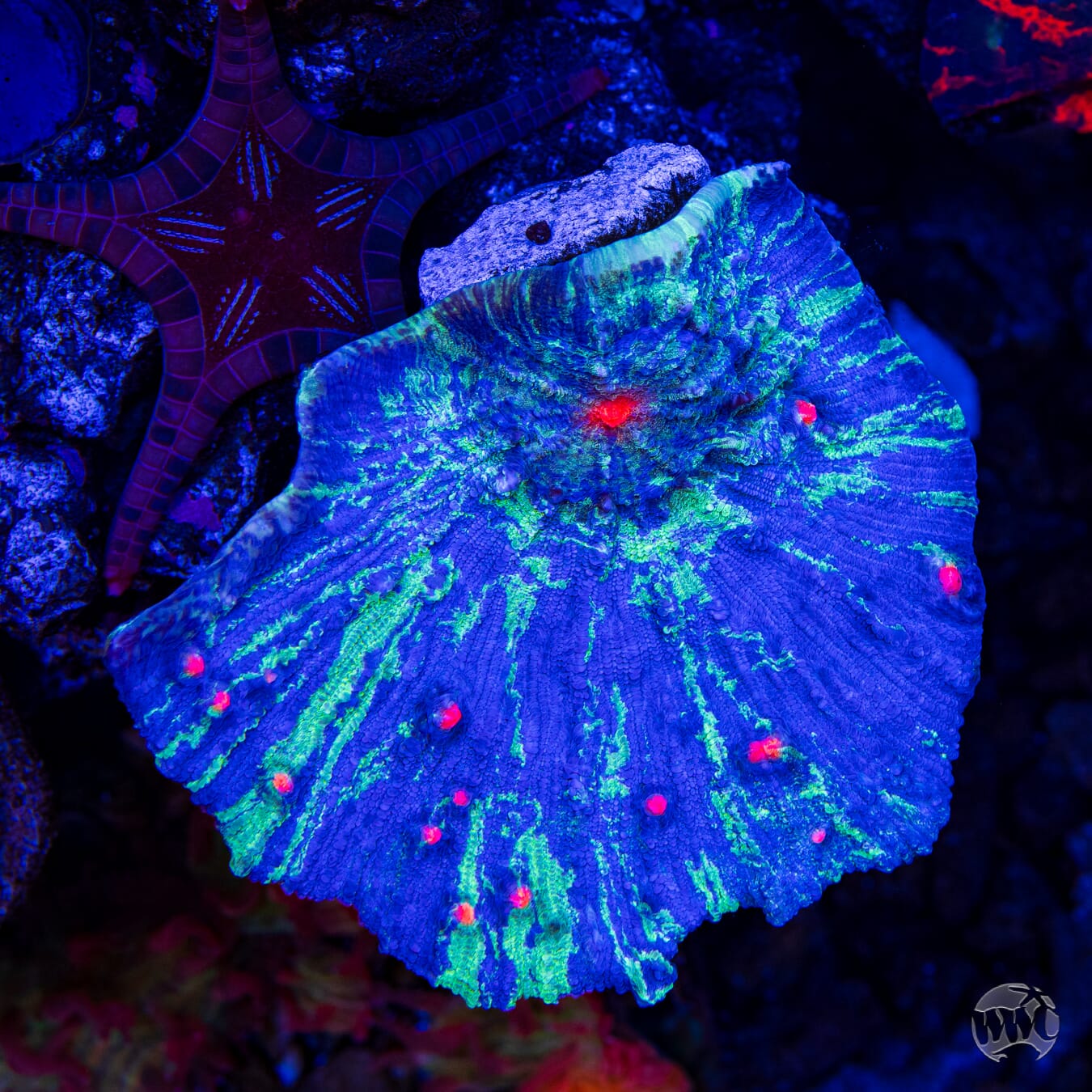 WWC Storm Strike Echinomorpha Chalice - Mother Colony