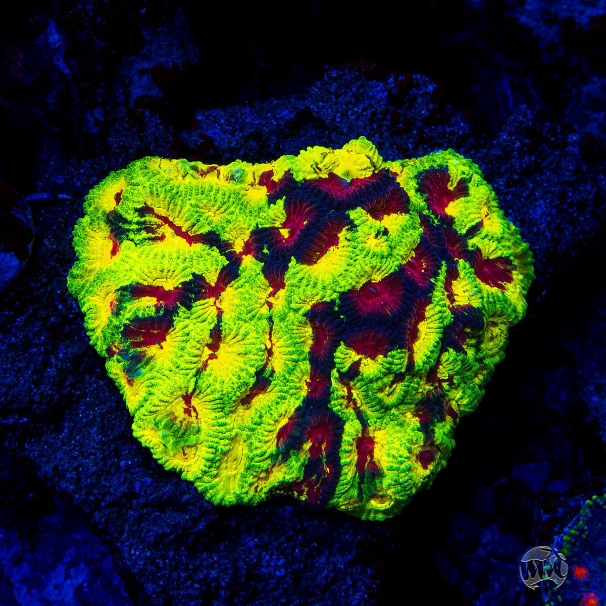 WWC Acid Venom Favia - Mother Colony Photo