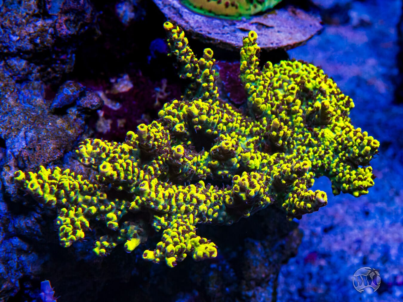 WWC After Hours Acropora - Mother Colony