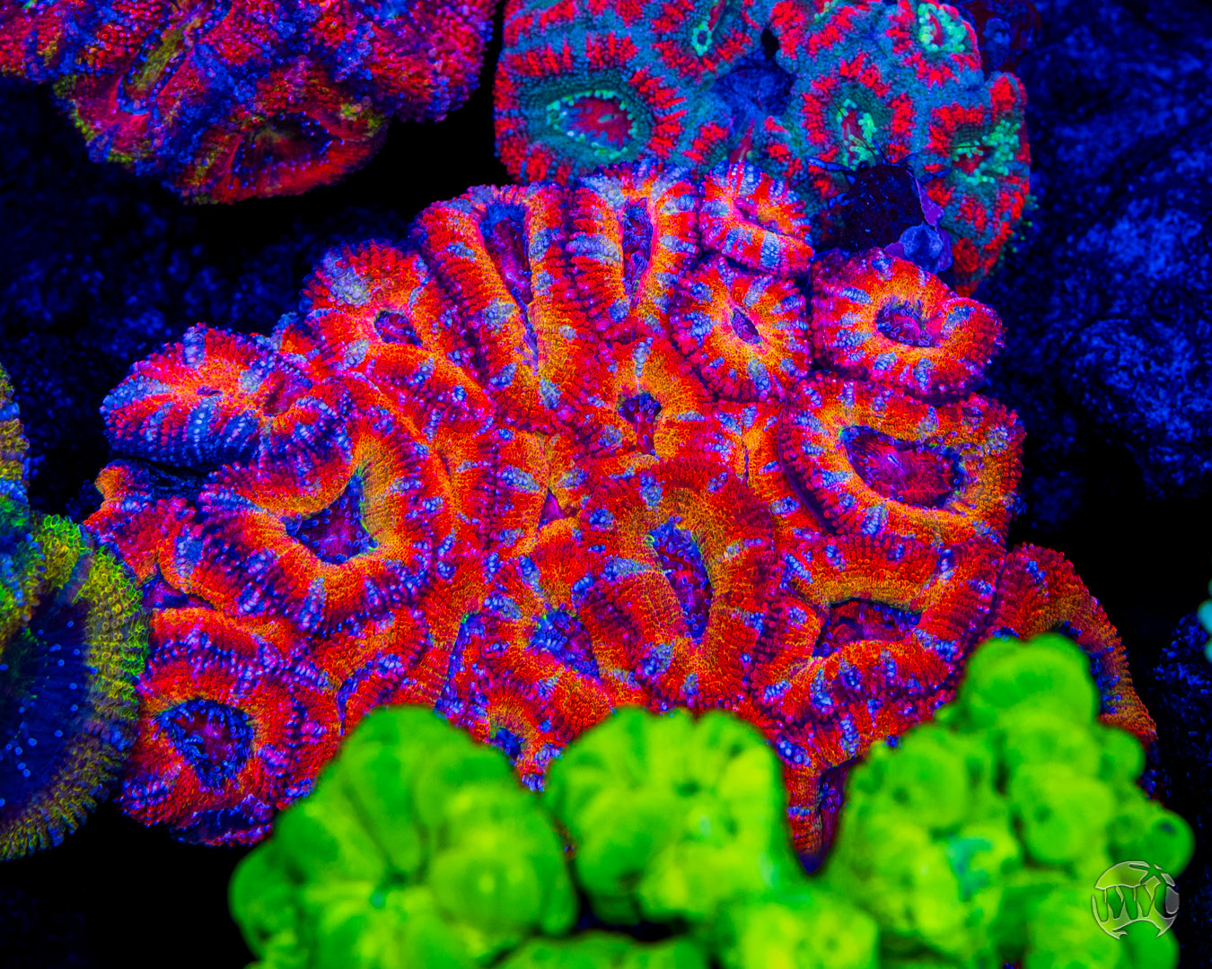 WWC Afterburner Aussie Lord