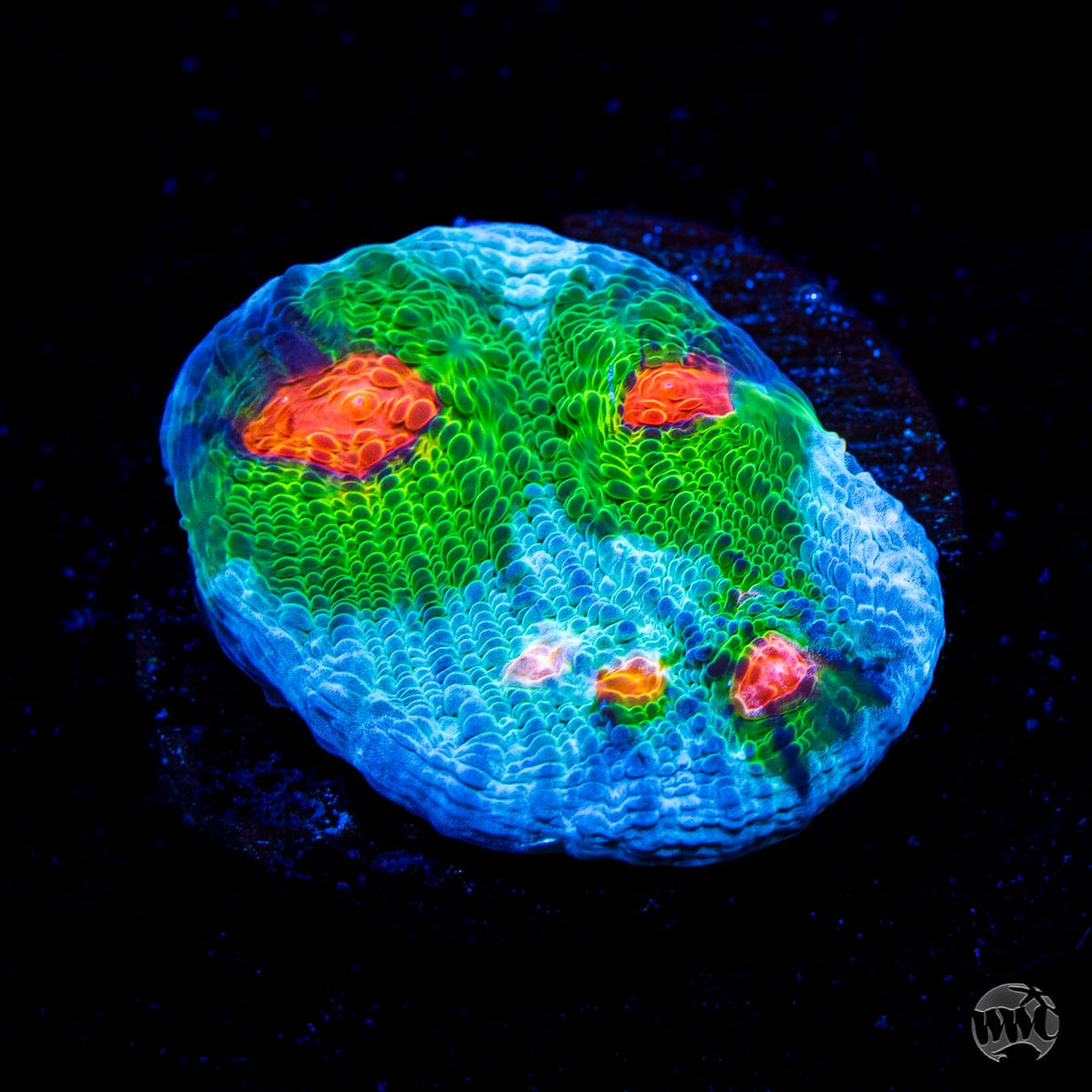 WWC Alien Agent Mycedium Chalice