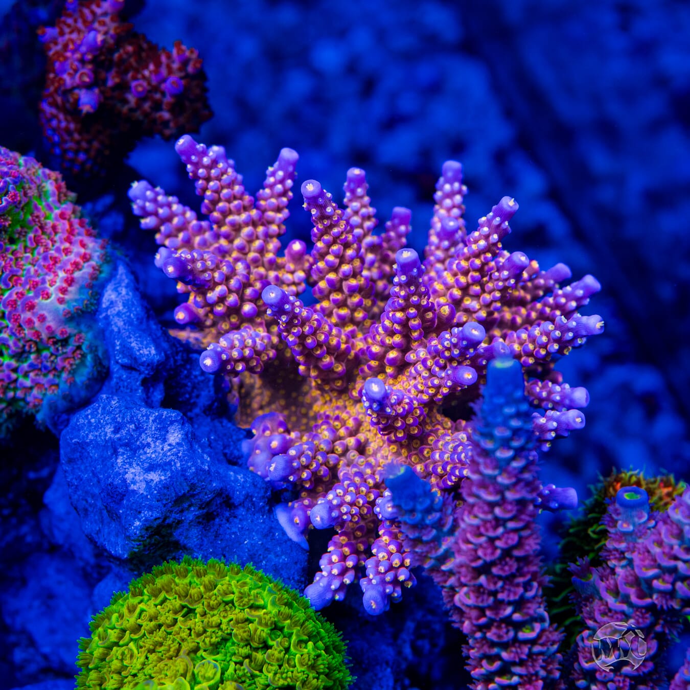 WWC All Star Acropora - Mother Colony Photo